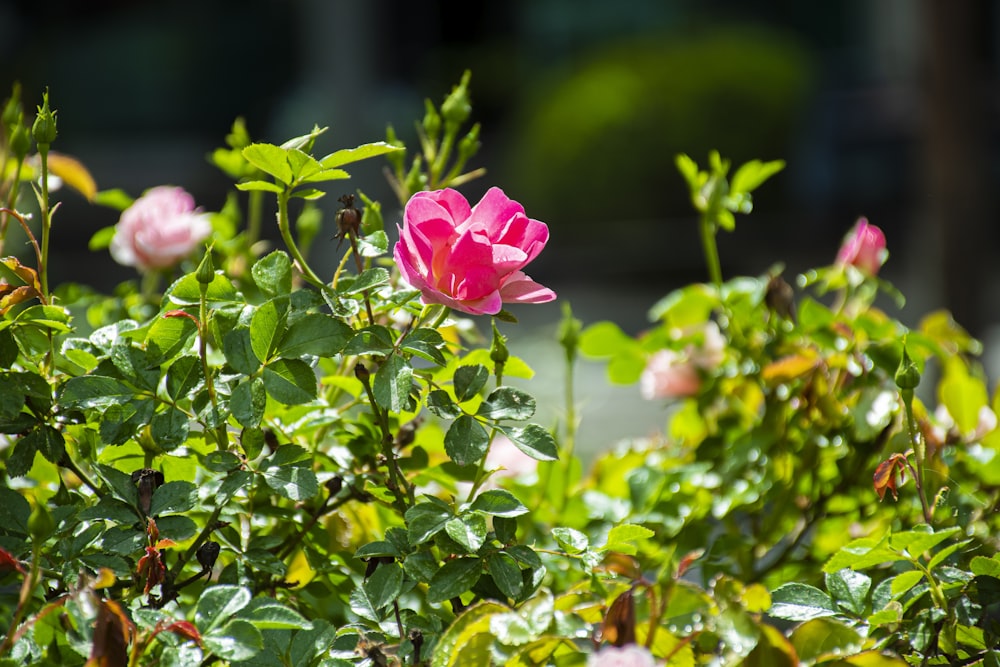 a pink flower on a bush