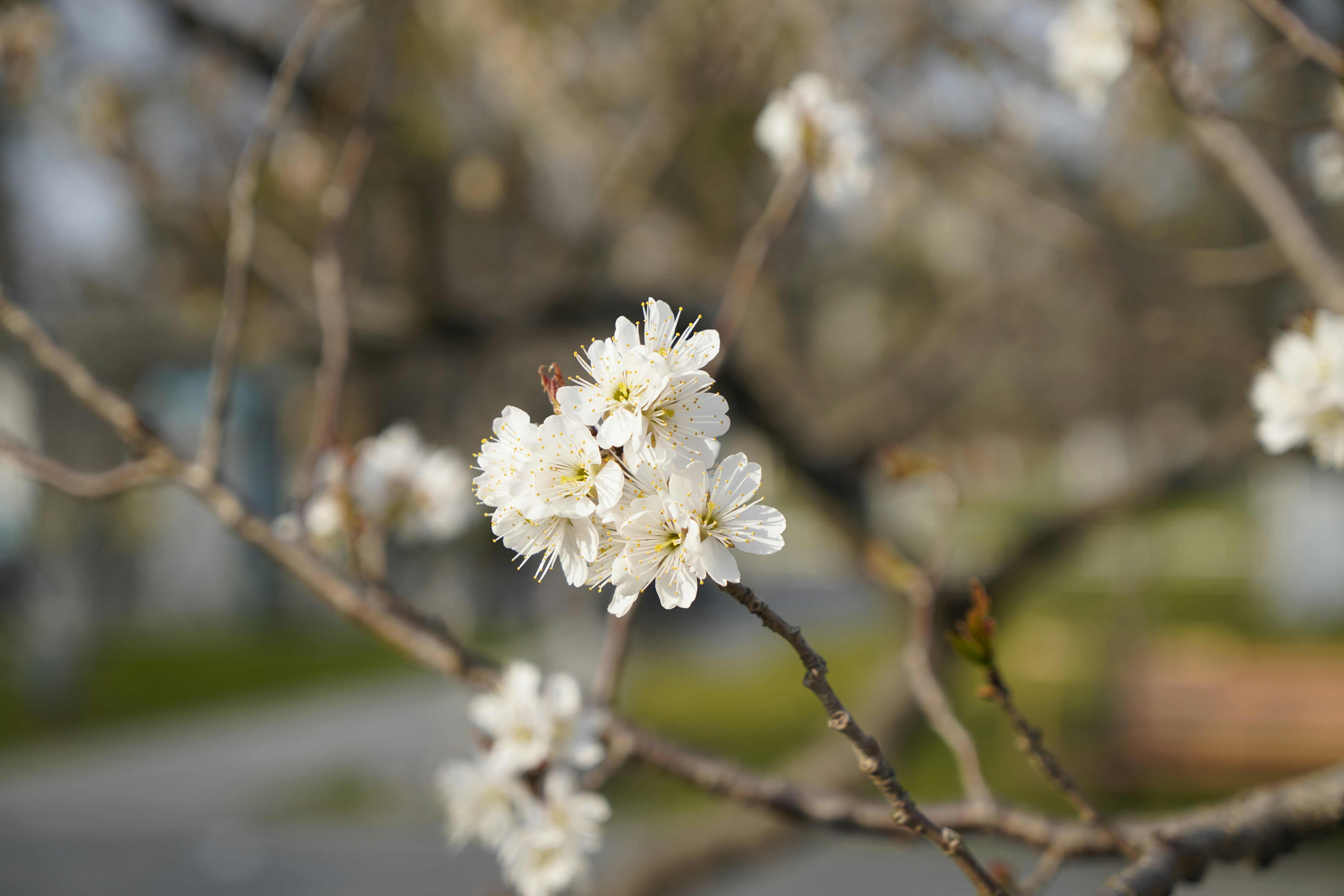 A close up of a tree branch with white flowers photo – Free Xuanwu ...