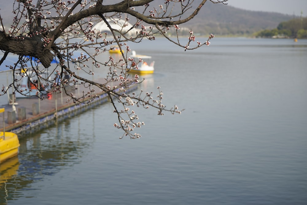 a tree with flowers on it next to a body of water