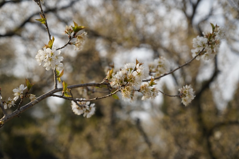 Un primo piano di un ramo di un albero con fiori bianchi