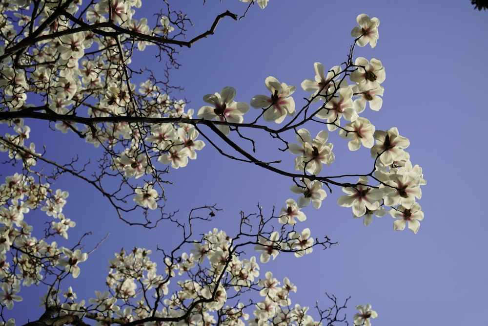 a tree with white flowers