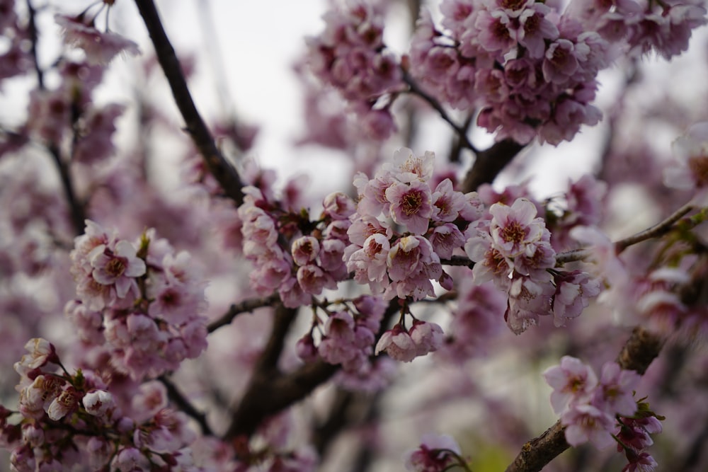 a close up of a tree branch with pink flowers