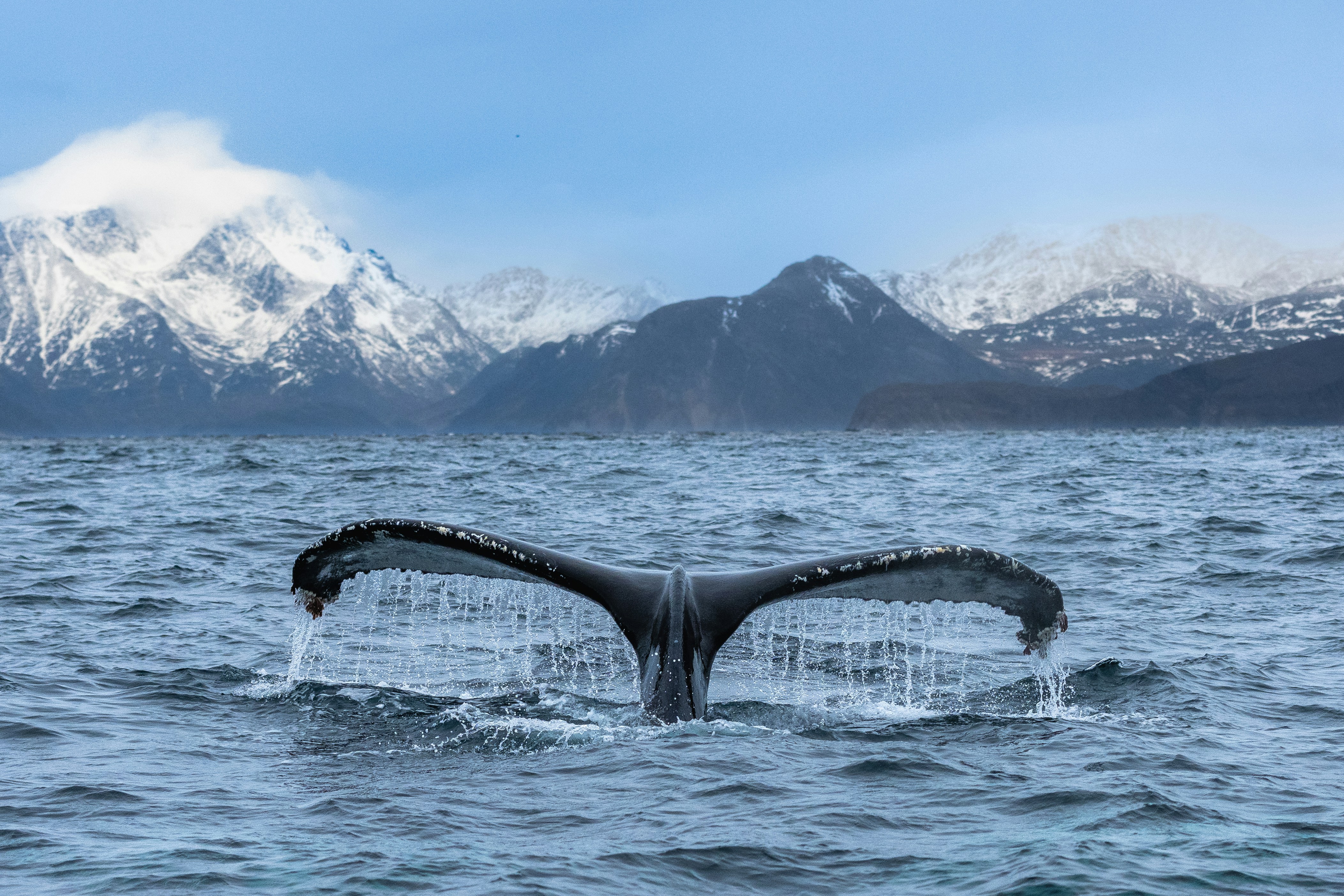Bitcoin Whales Woke Up in 2025 and Moved Billions in BTC—Here's Why