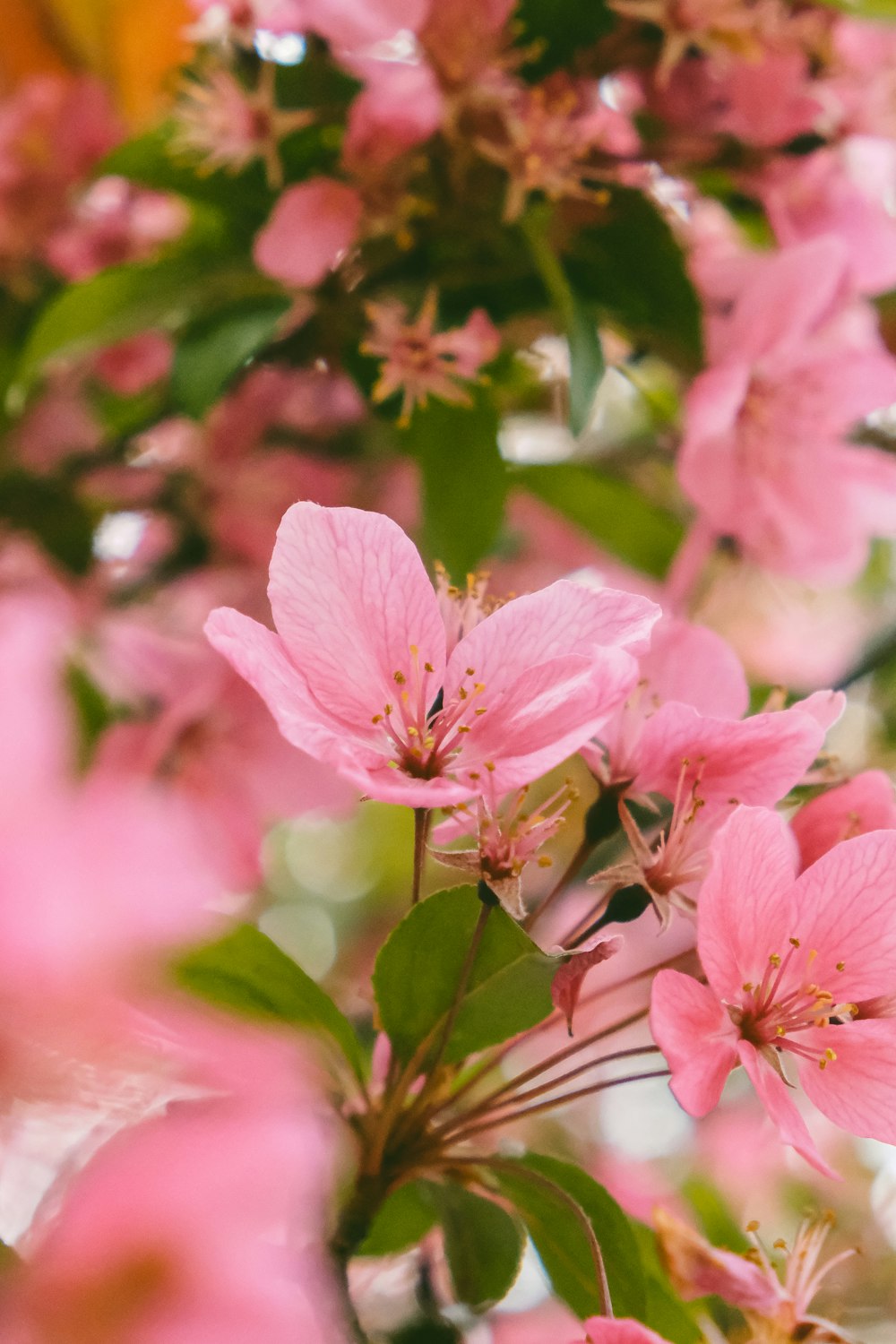 close up of pink flowers