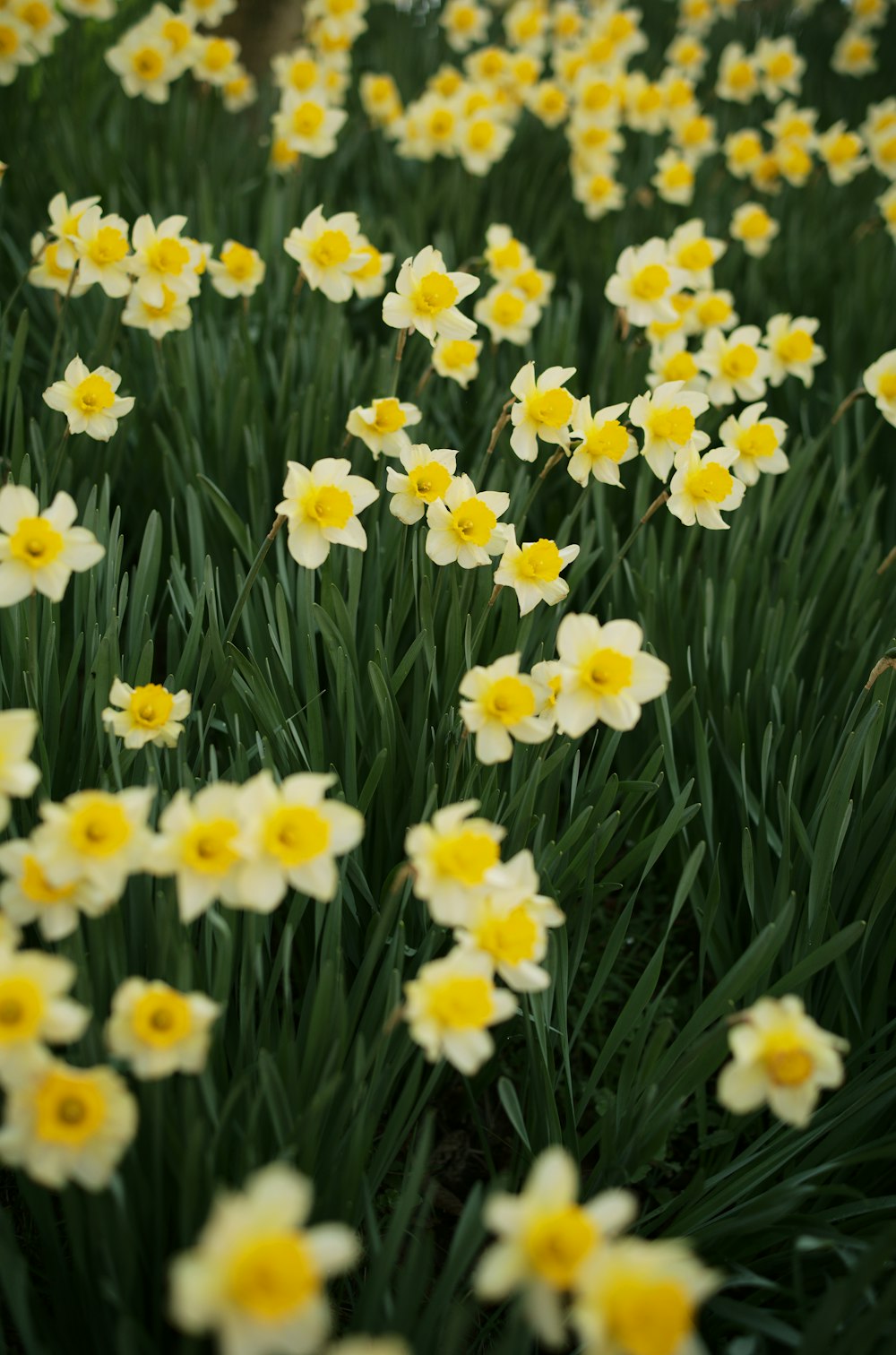 a field of yellow and white flowers