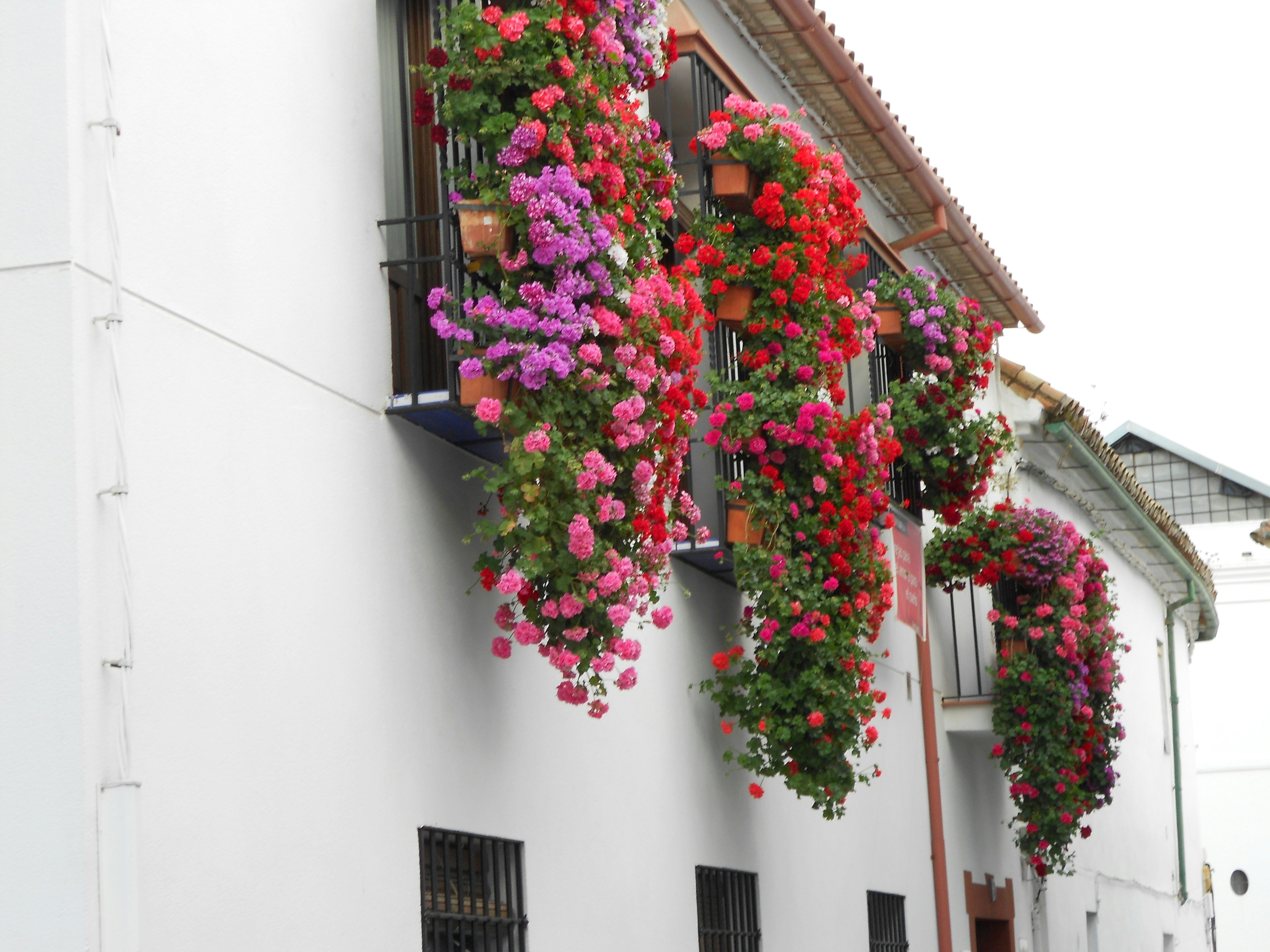 Calleja de las Flores