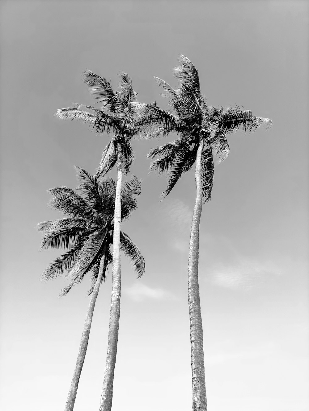 a couple of palm trees