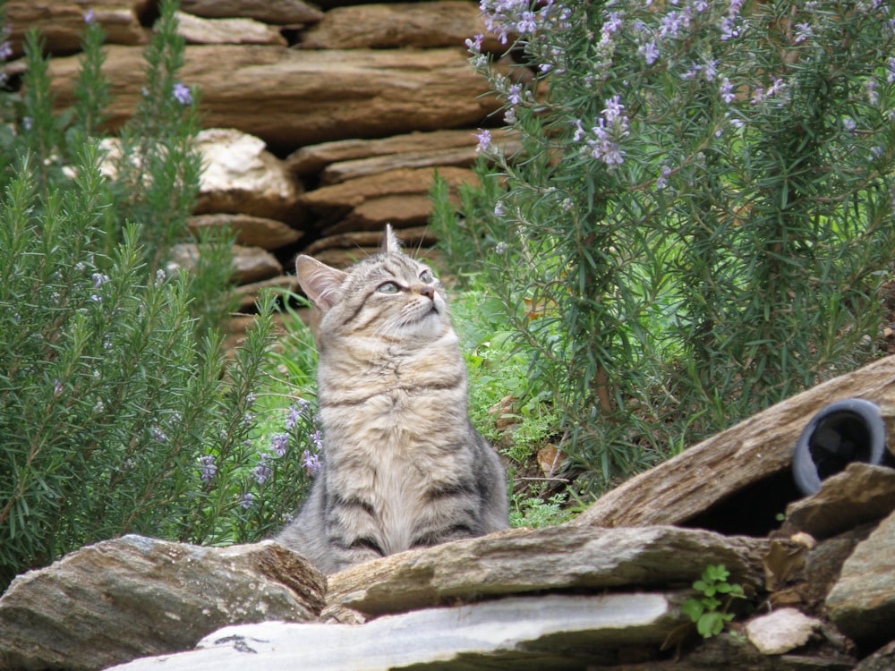 a cat sitting on a log