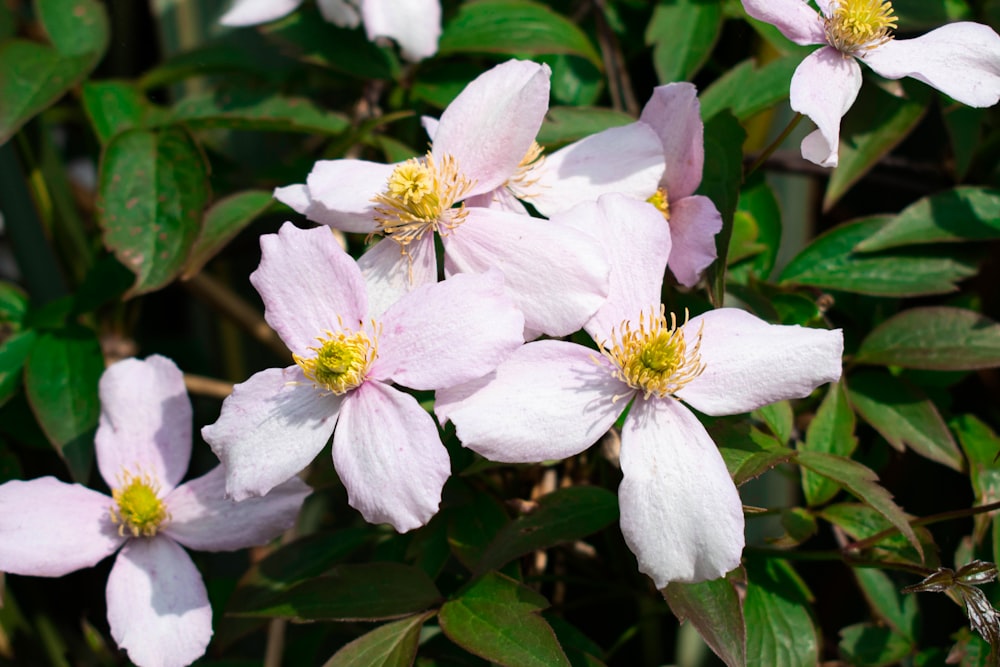 a group of white flowers