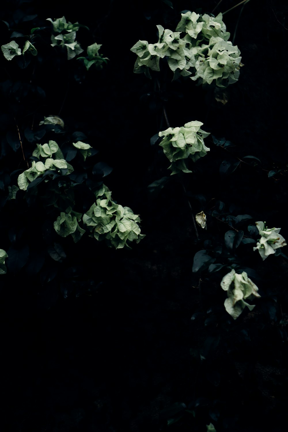 a group of white flowers