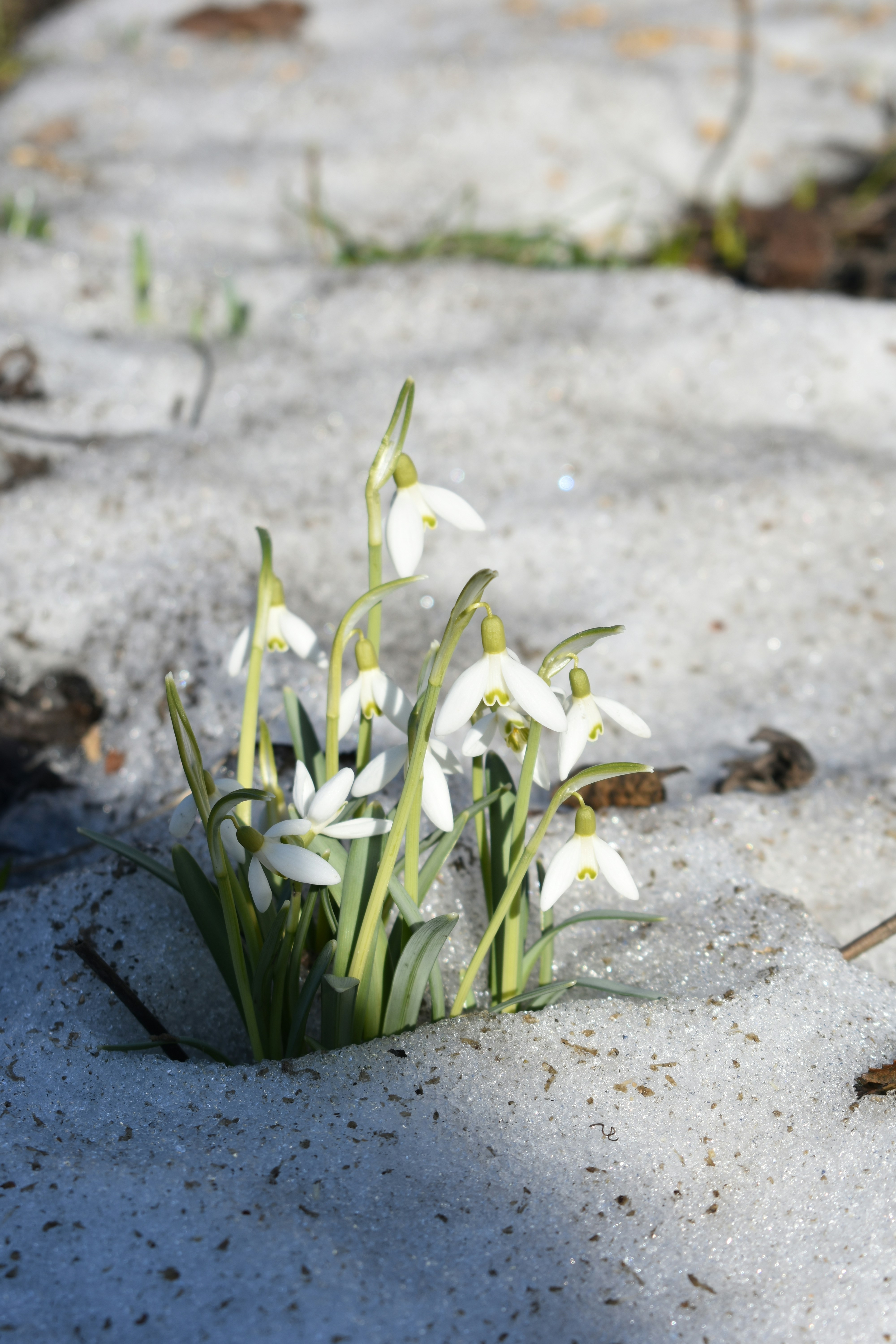 Beautiful snow flower wants to live