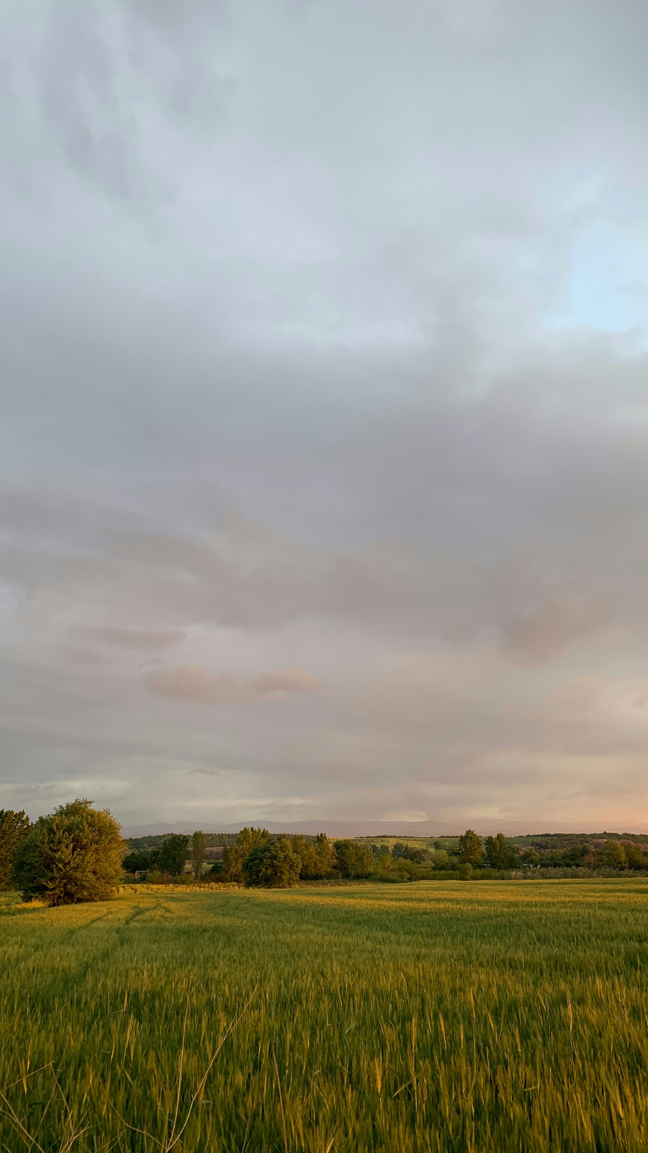 Polo players on horseback at golden hour on a lush green field, dust trails, dramatic amber sky, dark silhouetted trees