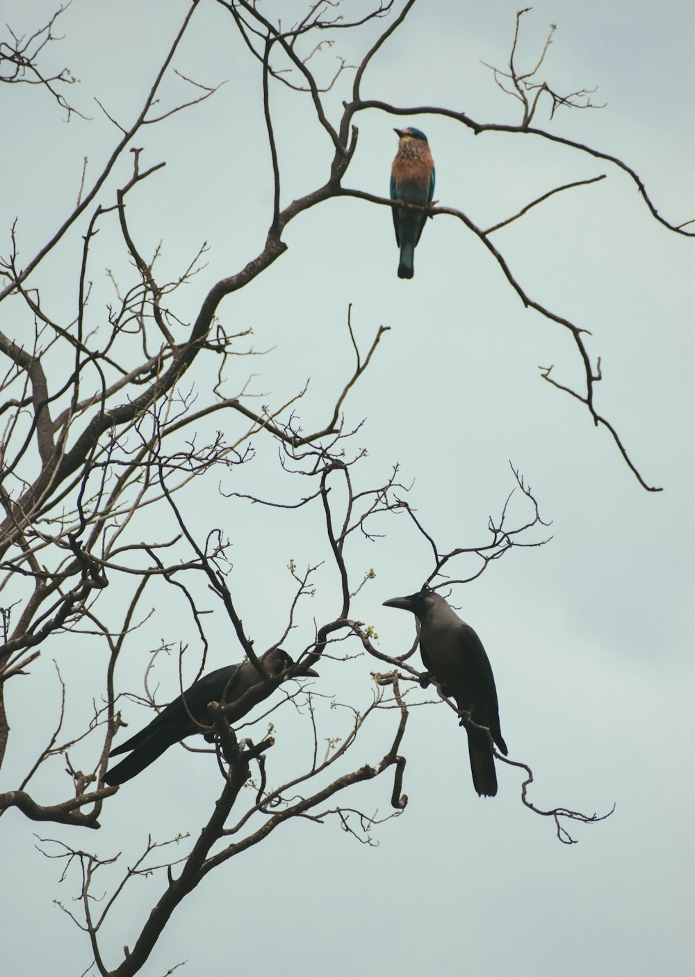 birds on a tree