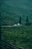 Two cars are driving along a winding road through a lush green tea plantation. The landscape is hilly, with neatly arranged rows of tea bushes covering the slopes. Tall dark trees stand sporadically amidst the greenery. The scene conveys a sense of tranquility and natural beauty.