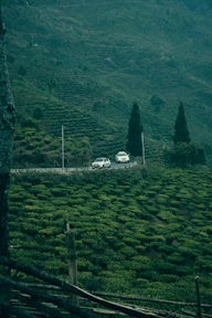 A scenic Sri Lankan road winding through lush greenery with a comfortable vehicle in motion.