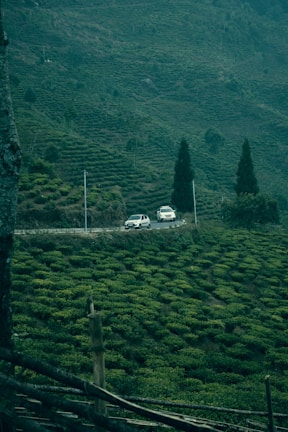 Two cars are driving along a winding road through a lush green tea plantation. The landscape is hilly, with neatly arranged rows of tea bushes covering the slopes. Tall dark trees stand sporadically amidst the greenery. The scene conveys a sense of tranquility and natural beauty.