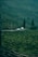 Two cars are driving along a winding road through a lush green tea plantation. The landscape is hilly, with neatly arranged rows of tea bushes covering the slopes. Tall dark trees stand sporadically amidst the greenery. The scene conveys a sense of tranquility and natural beauty.