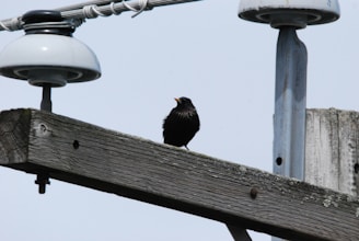 a bird sitting on a bird feeder