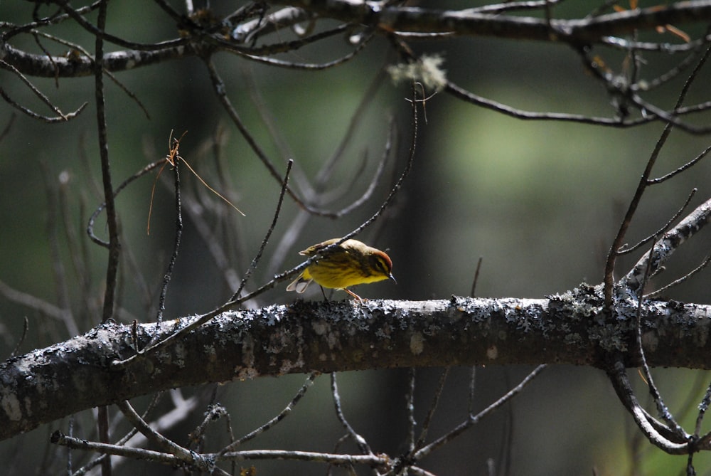 a bird perched on a tree branch