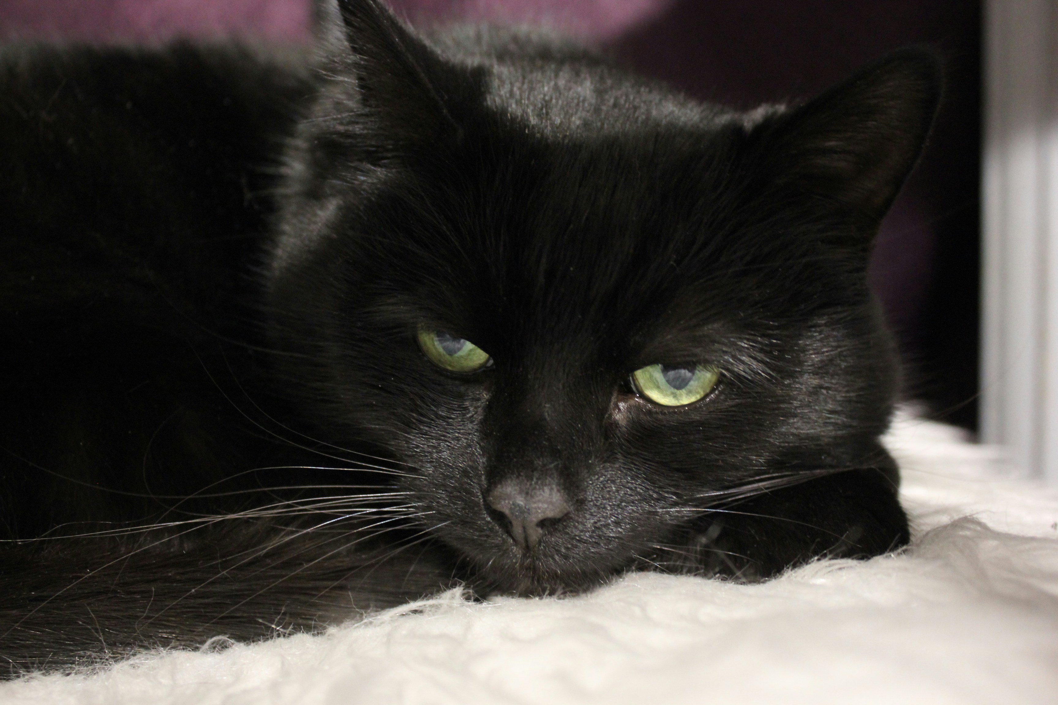 Debunking the Myth: The Final Take on Cats and Ghosts (image credits: unsplash)