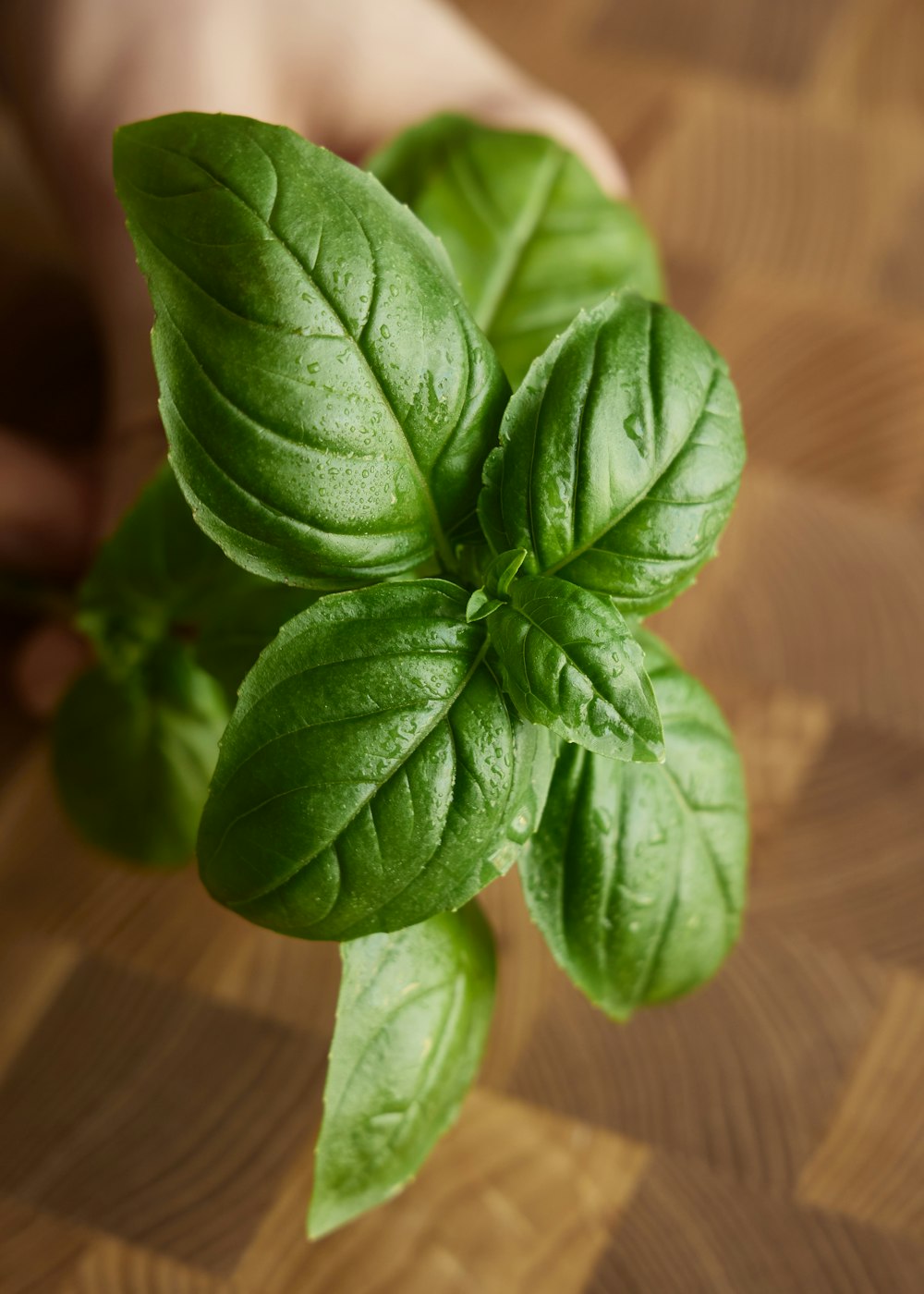 a plant with leaves