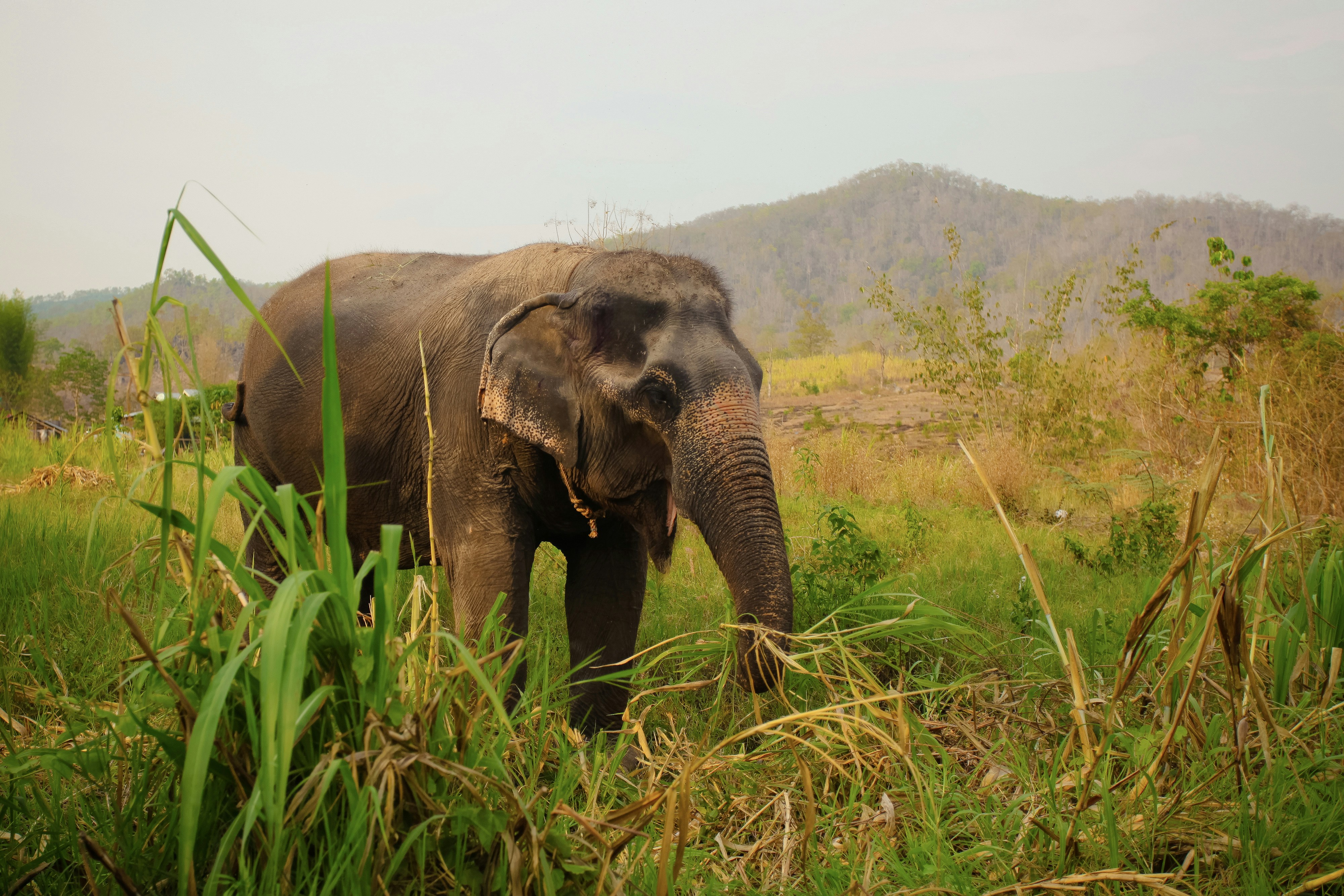 elephant hills thailand