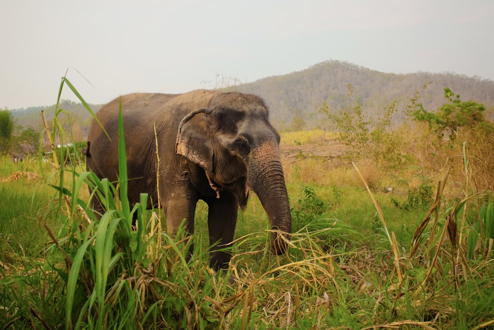 an elephant in a field