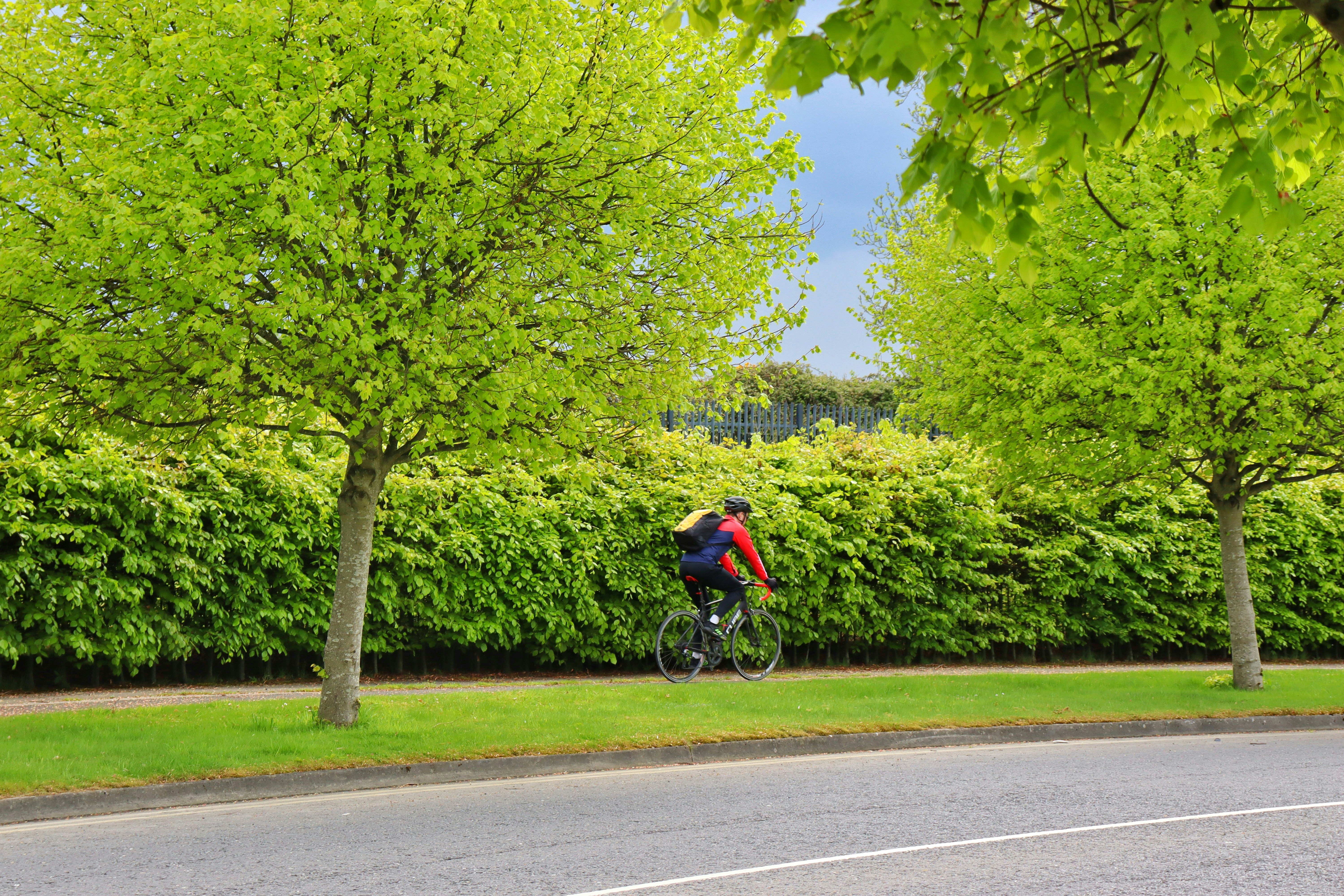 a person riding a bicycle on a road with trees on either side