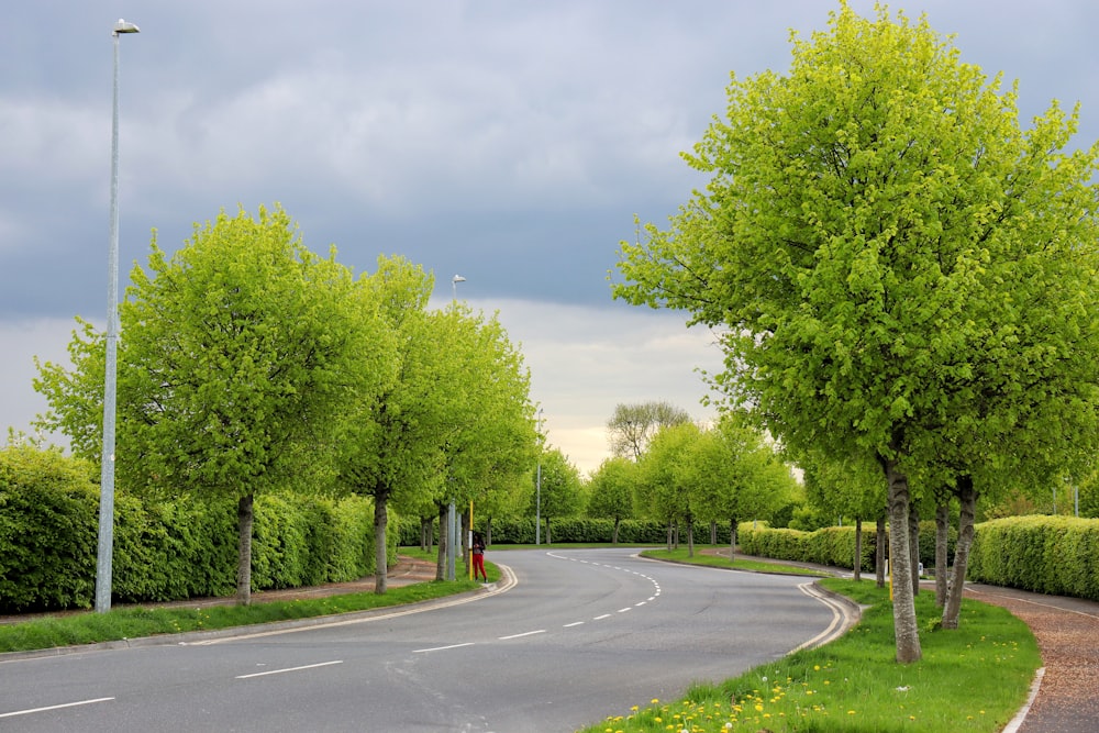 a road with trees on the side