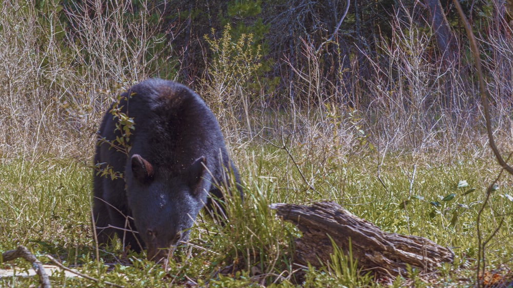 Un orso nell'erba