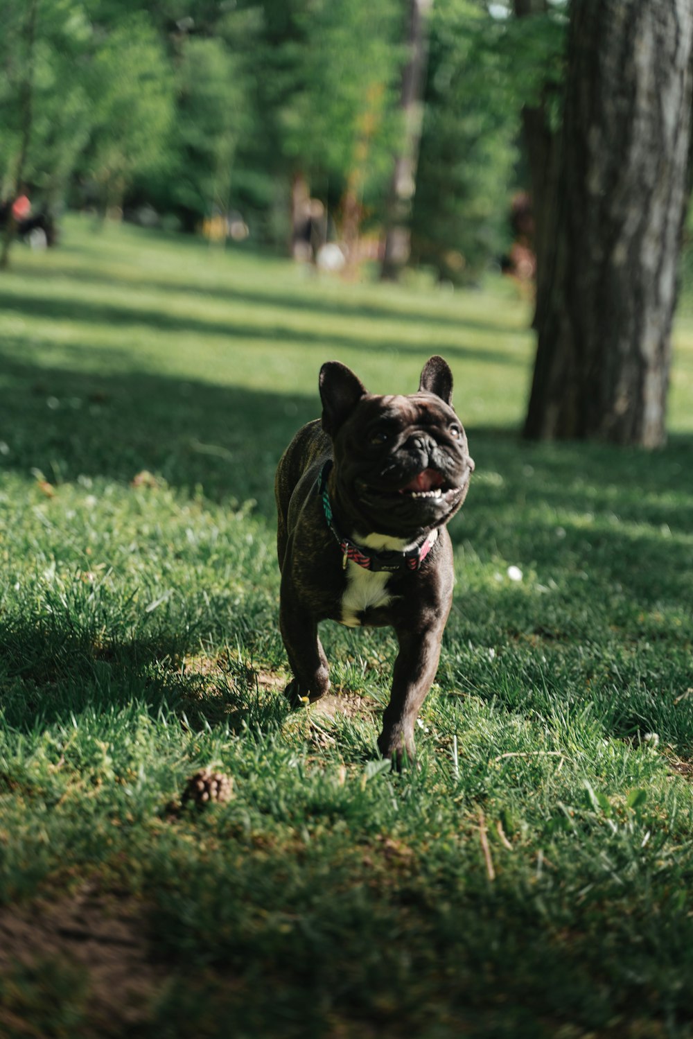 a dog standing in a grassy area