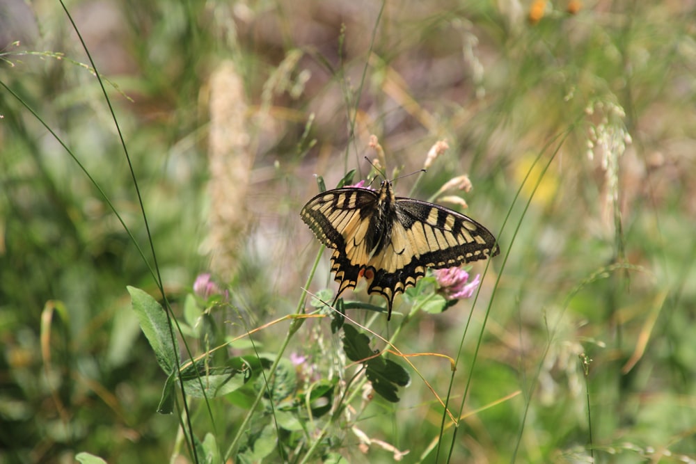 a butterfly on a flower