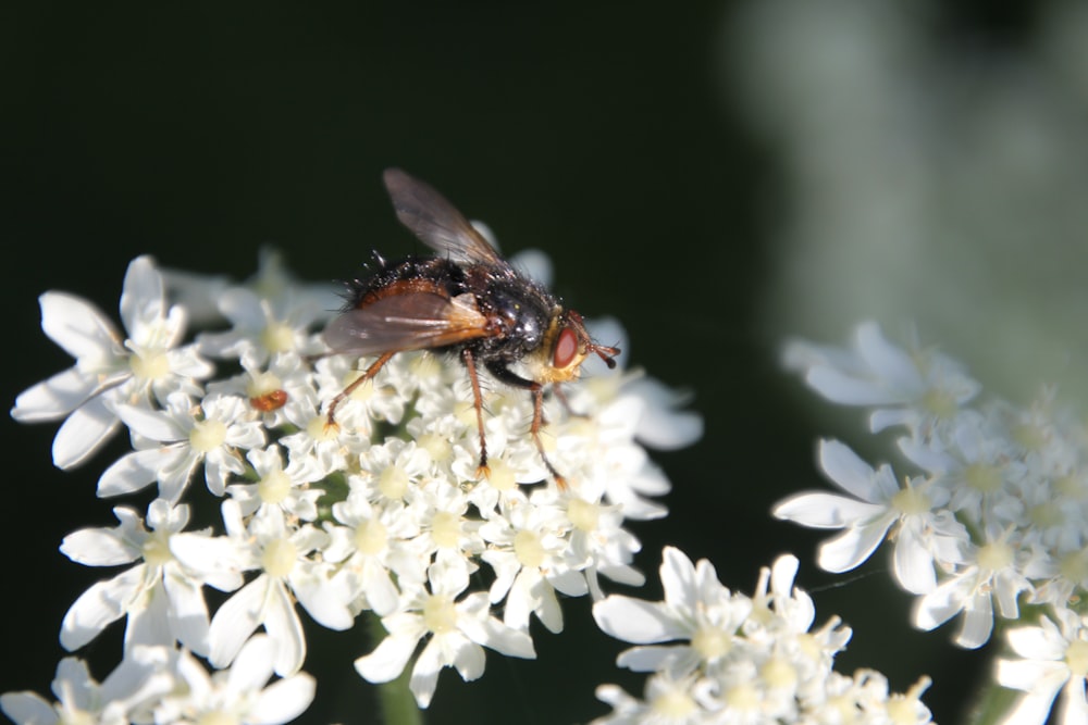 a bee on a flower