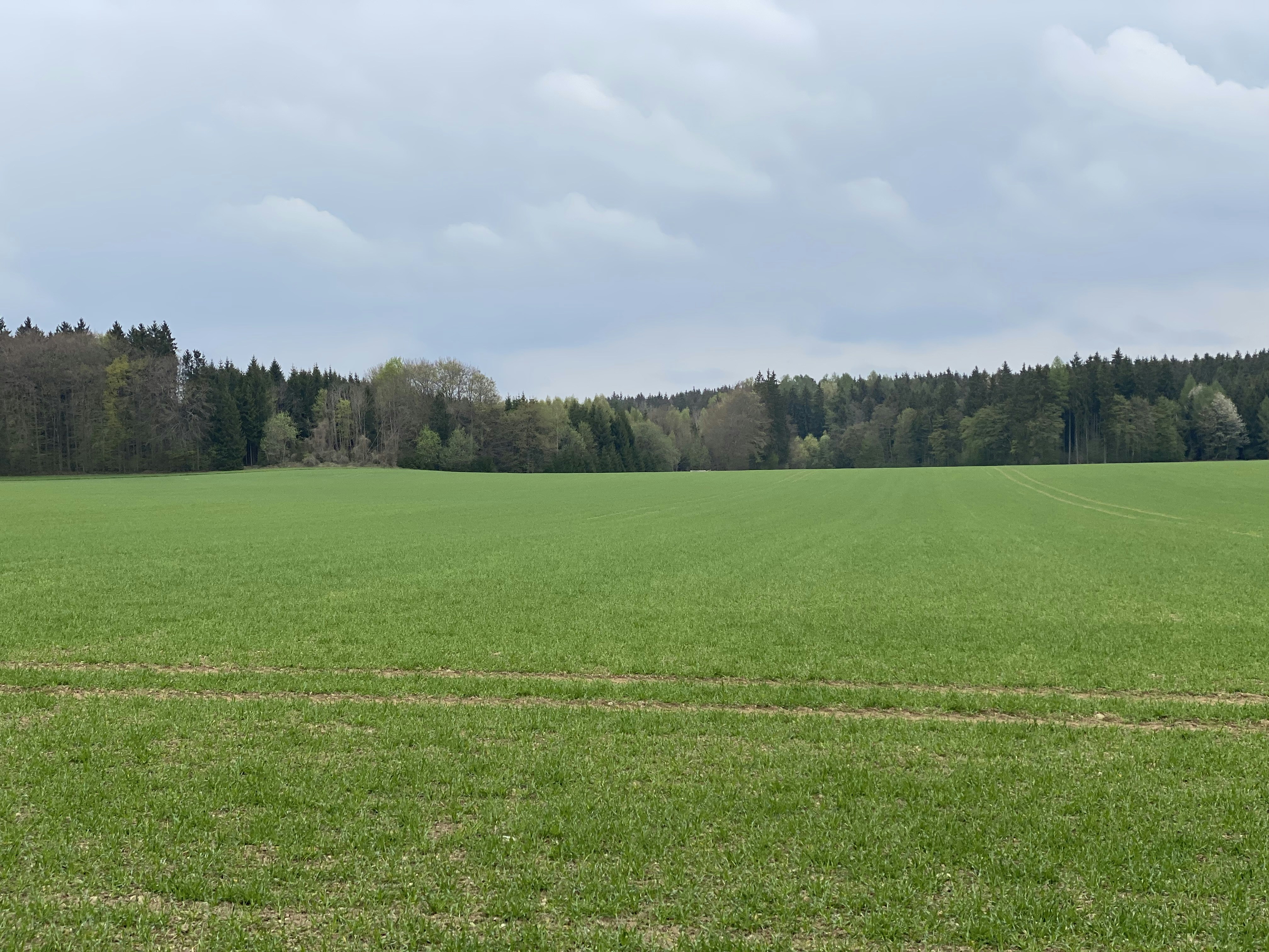 a large green field with trees in the background