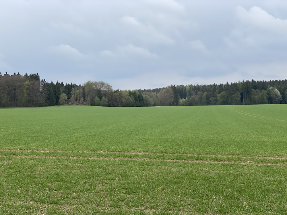 un grande campo verde con alberi sullo sfondo