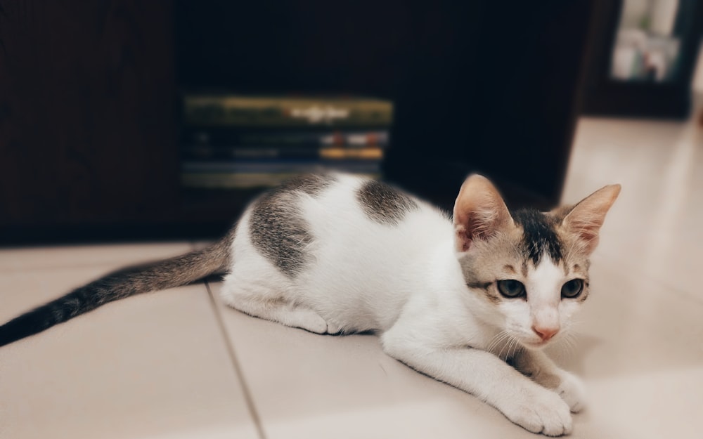 a cat lying on the floor