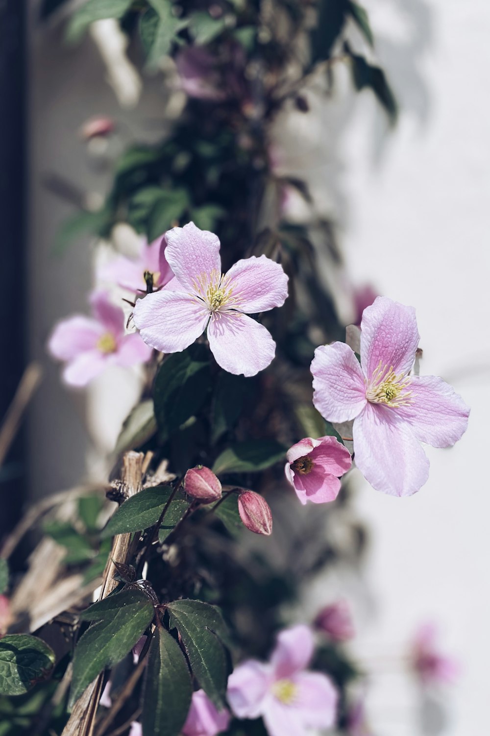 a close up of flowers