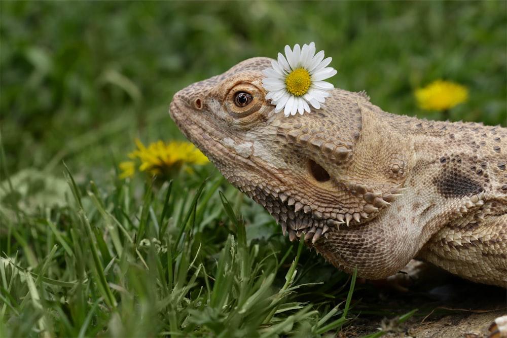Eine Eidechse mit einer Blume auf dem Kopf