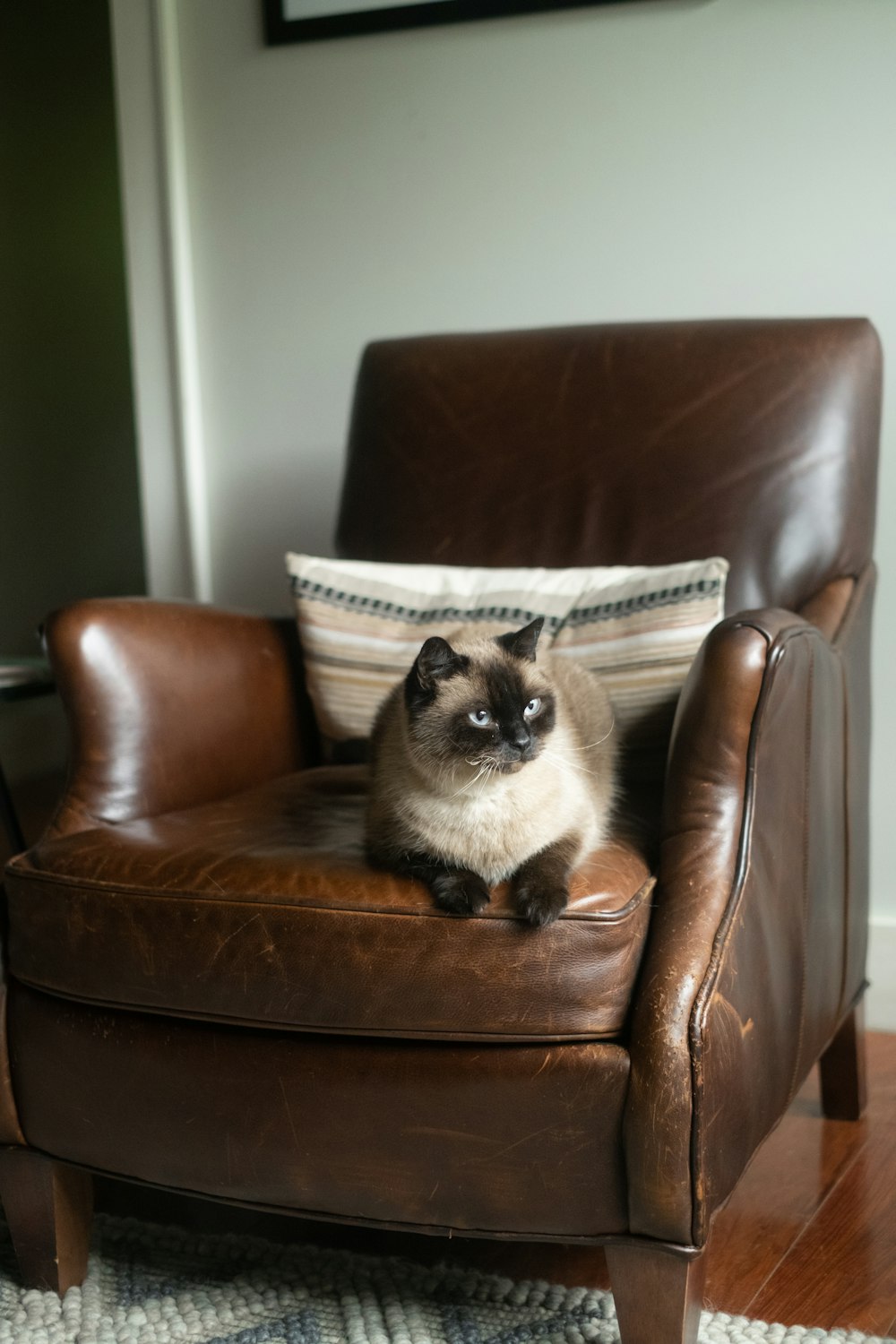 a cat sitting on a chair
