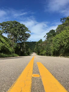 a road with trees on the side