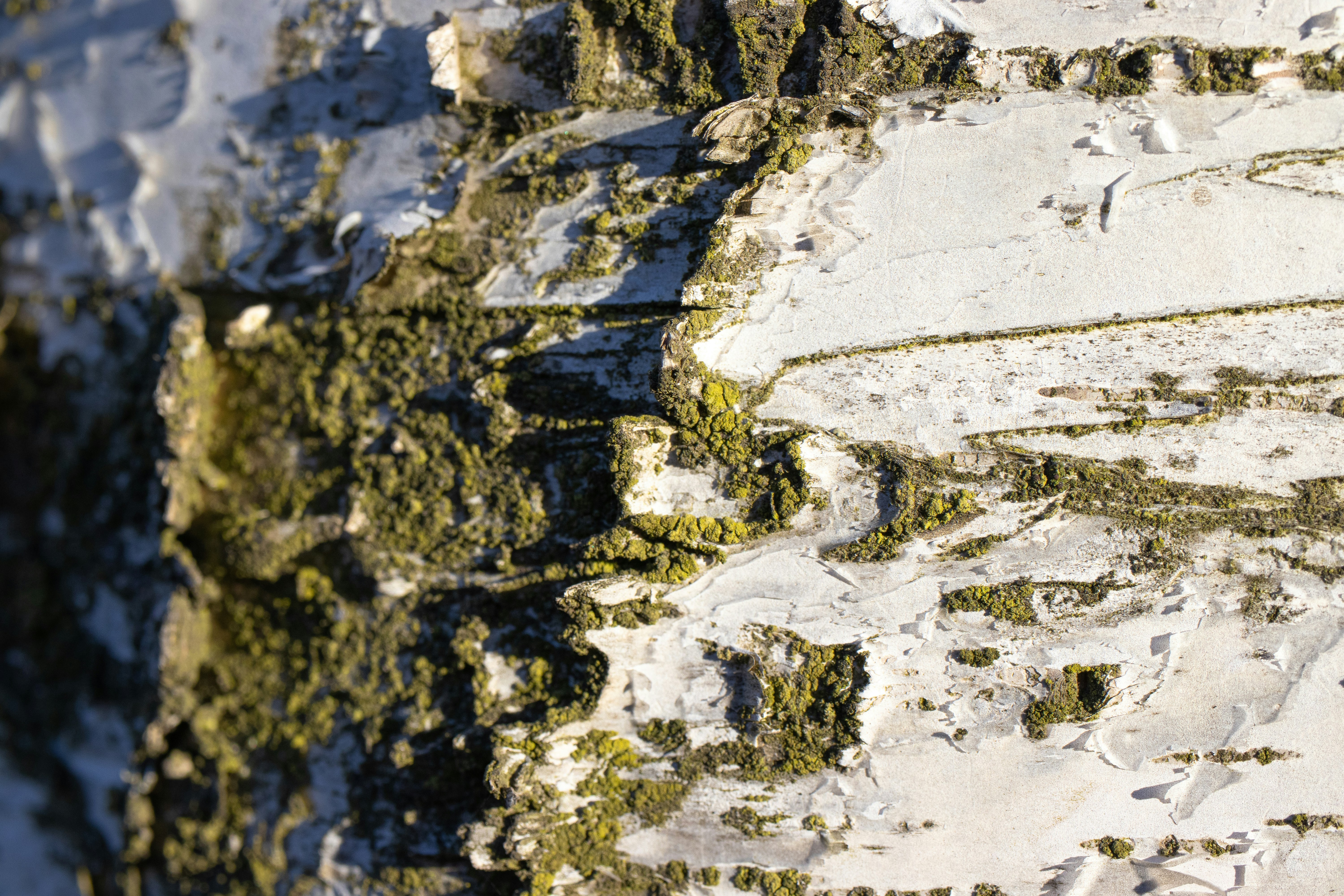 Photo by alpridephoto