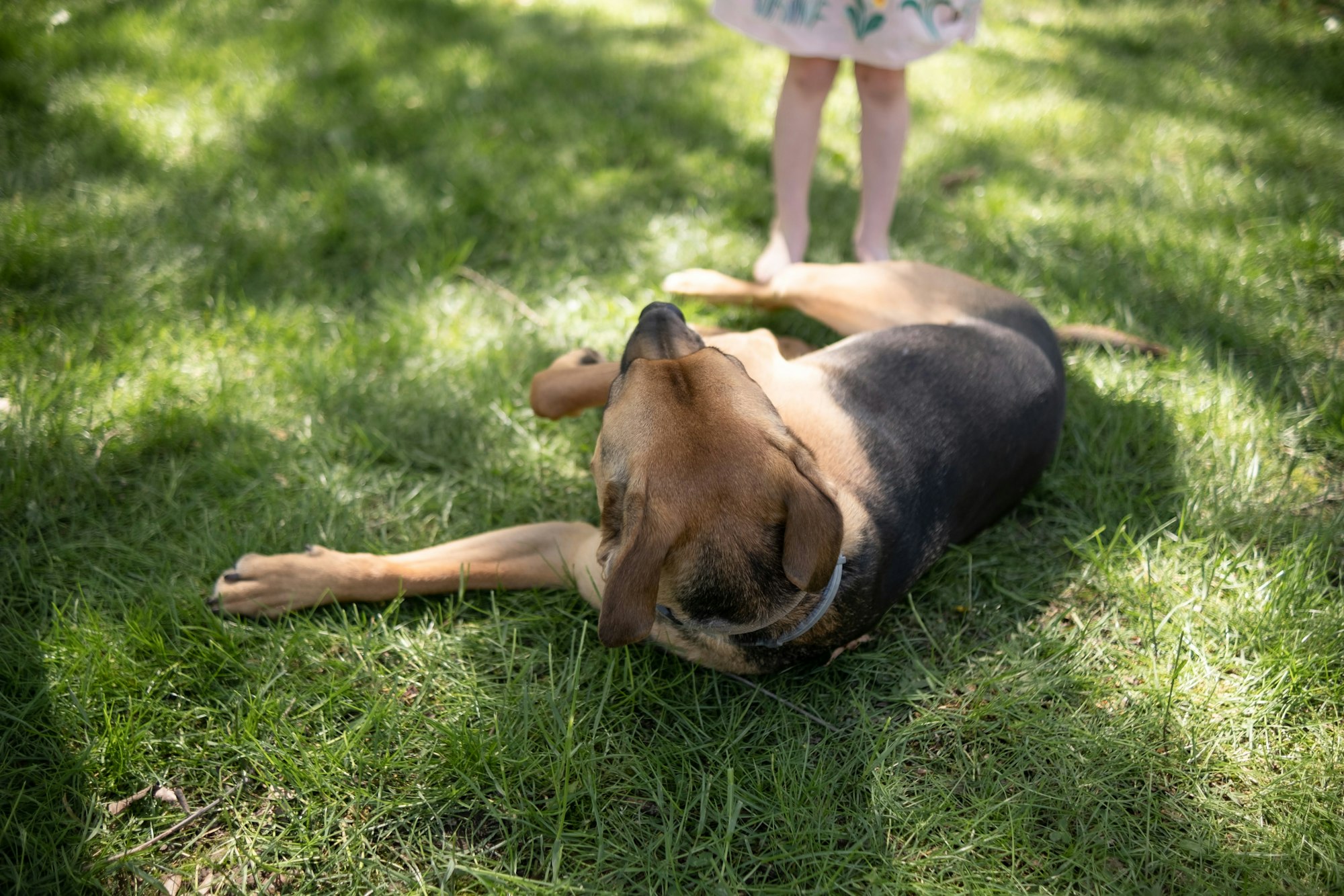 dog rolling in grass