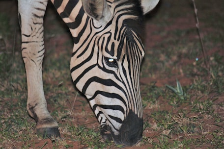A zebra grazes on the grass with its head lowered, showcasing its distinctive black and white stripes in a natural setting.