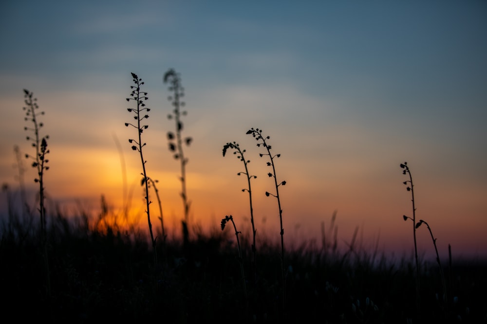 a field of tall grass