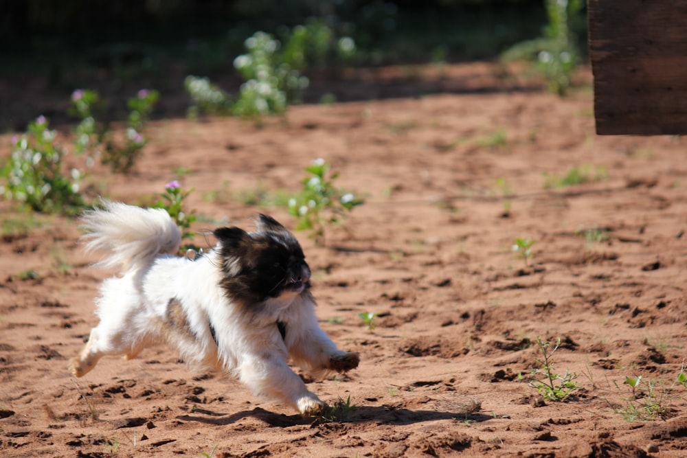 um cão correndo na sujeira