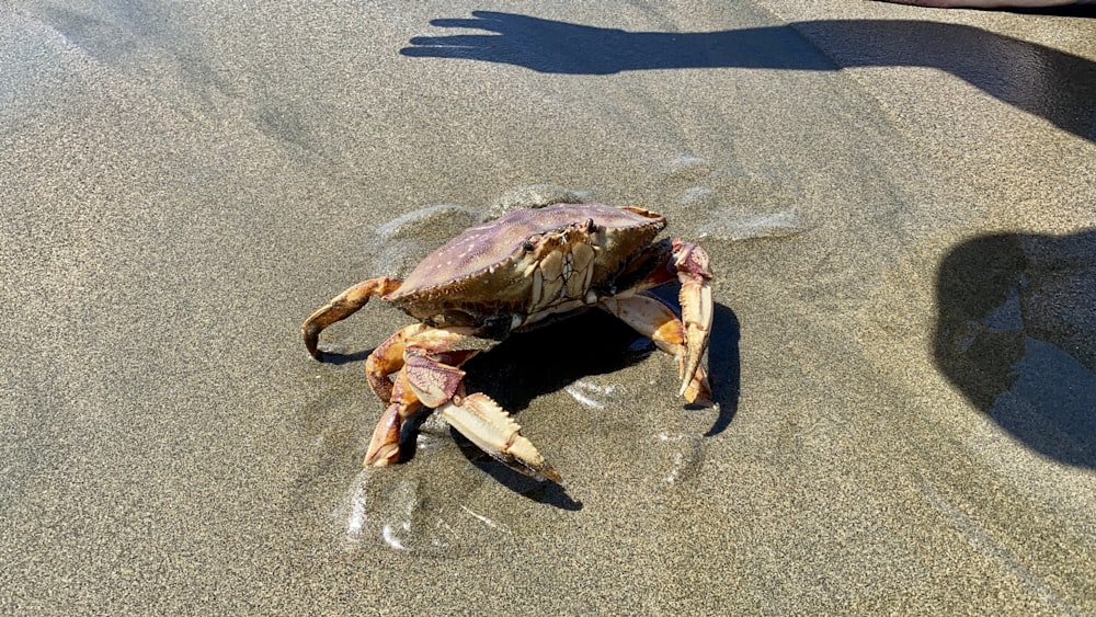 a turtle on the ground