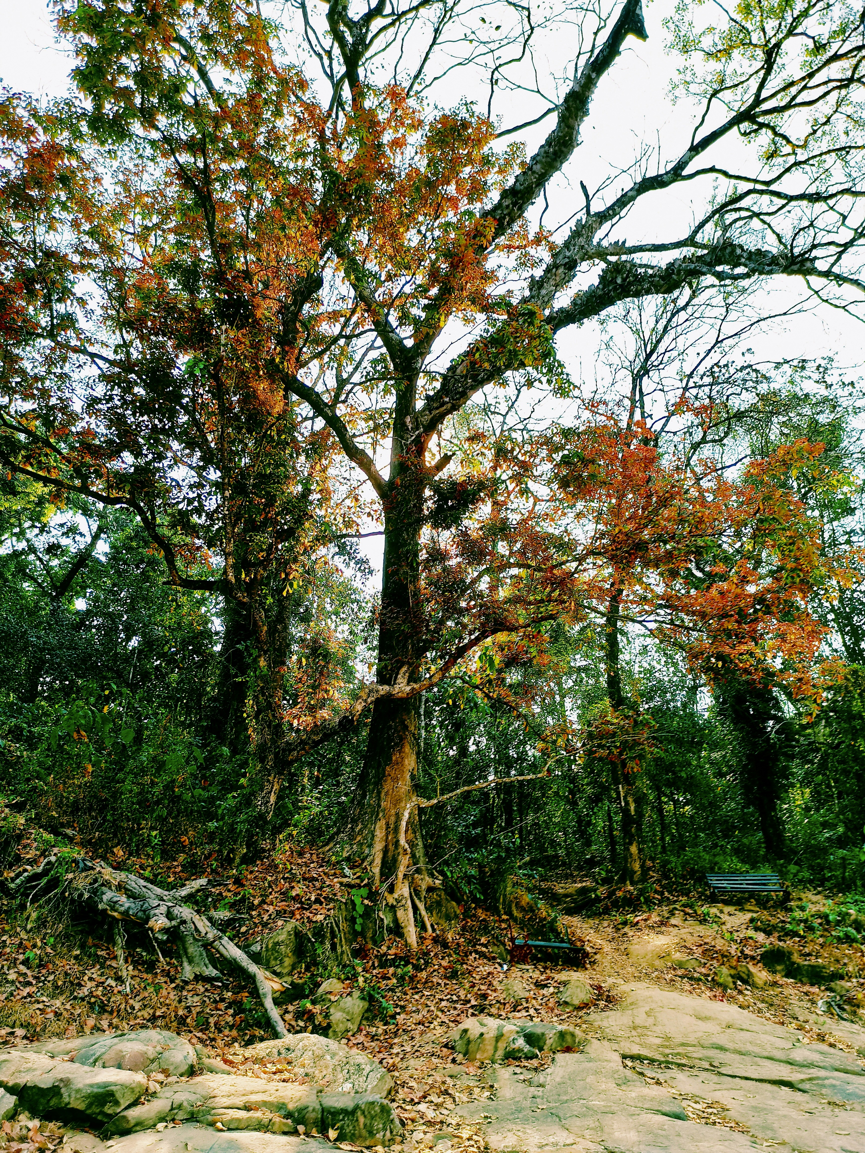 a path with trees on either side