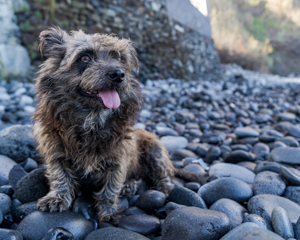 a dog lying on rocks