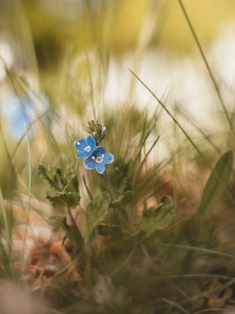 a close up of a flower