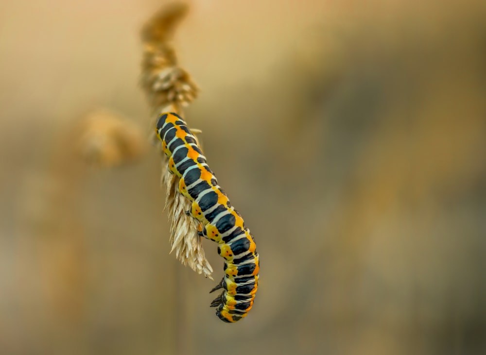 a caterpillar on a branch
